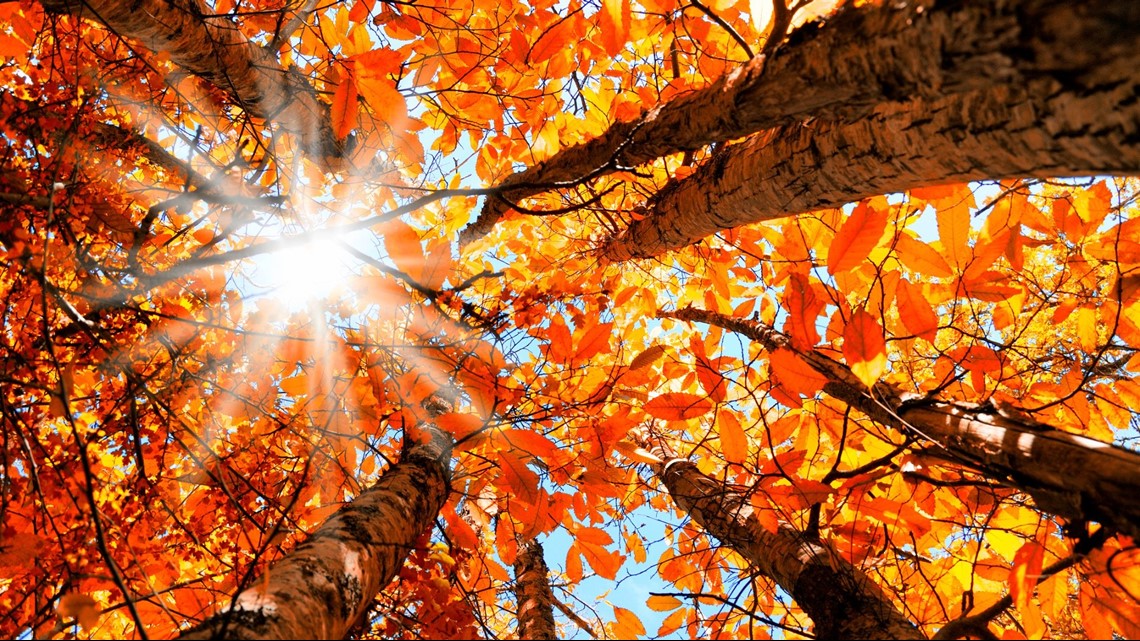 seattlefall