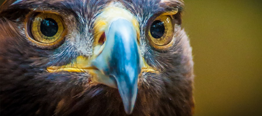 GoldenEagle904x400